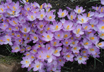 spring flowers 1